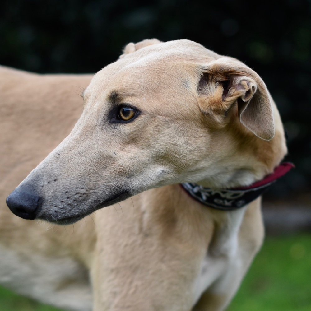 2019-09-03_Paddy0005