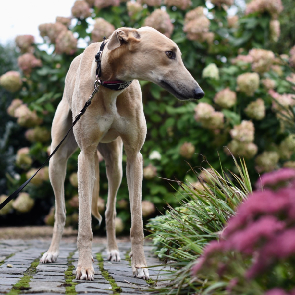 2019-09-03_Paddy0009