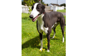 2020-IR-06-02-Mixture-002