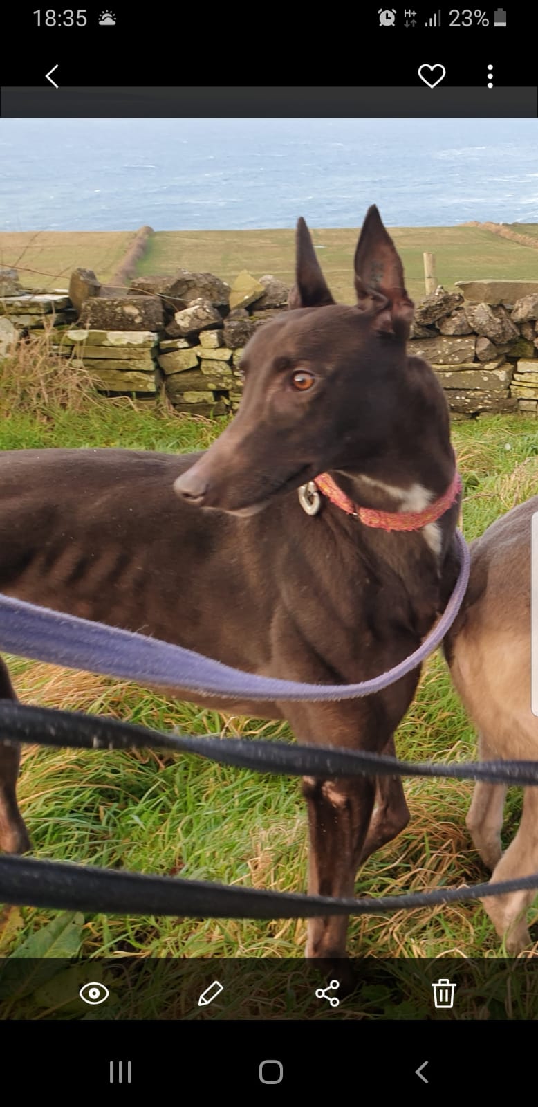 2020-IR-01_Triona001