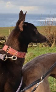 2020-IR-01_Triona003