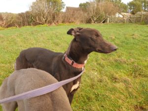 2020-IR-01_Triona004