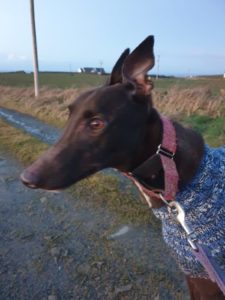 2020-IR-01_Triona005