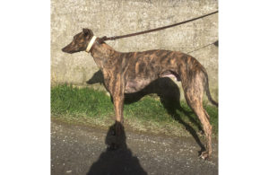 2020-IR-03-Charlie03