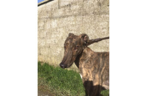 2020-IR-03-Charlie04