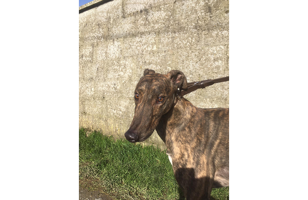 2020-IR-03-Charlie04