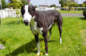 2020-IR-06-02-Mixture-001