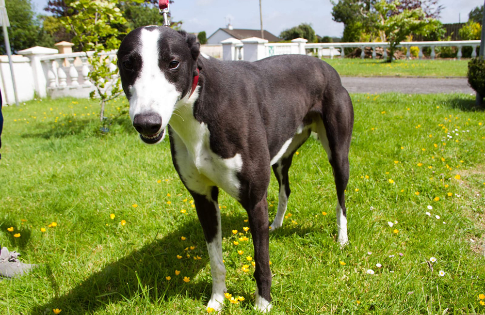 2020-IR-06-02-Mixture-001