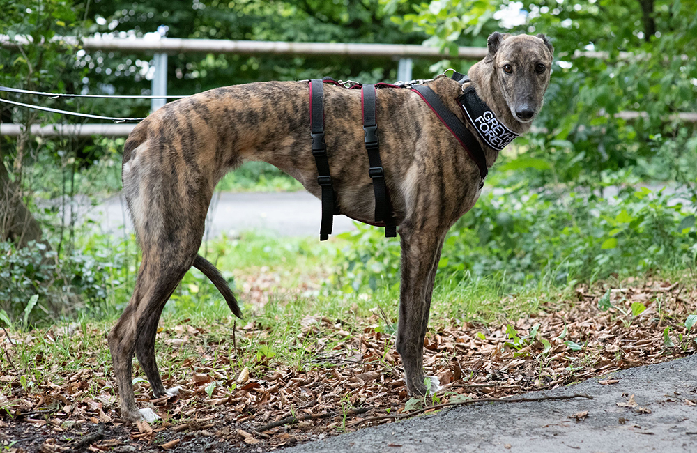 Jazz Greyhound Forever e.V.