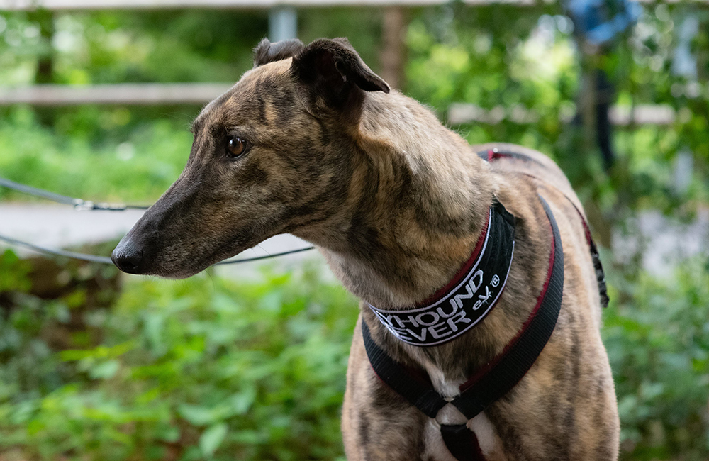 Jazz Greyhound Forever e.V.