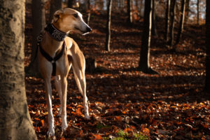 2020-11-Dixie-fawn04