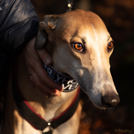 2020-11-Dixie-fawnQuadrat