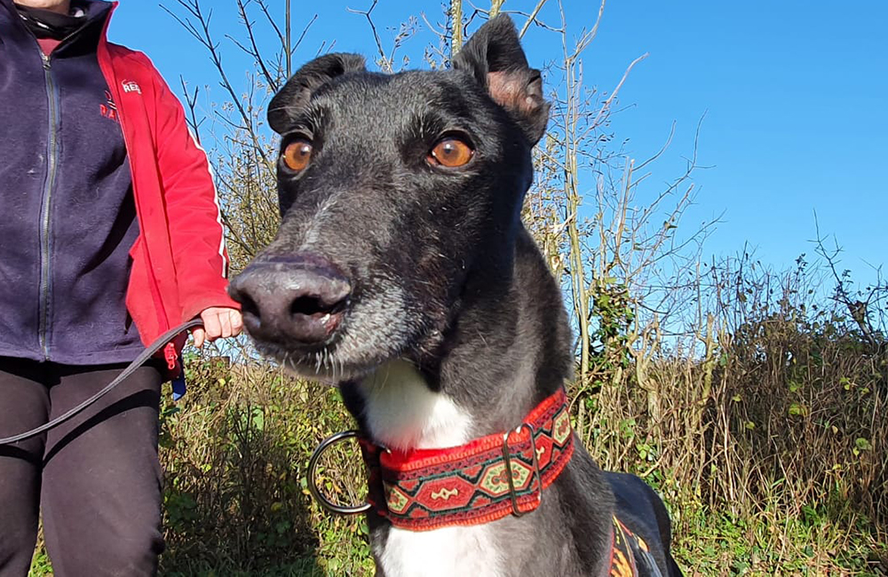 2020-IR-11-Charlie01