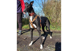 2020-IR-11-Charlie02