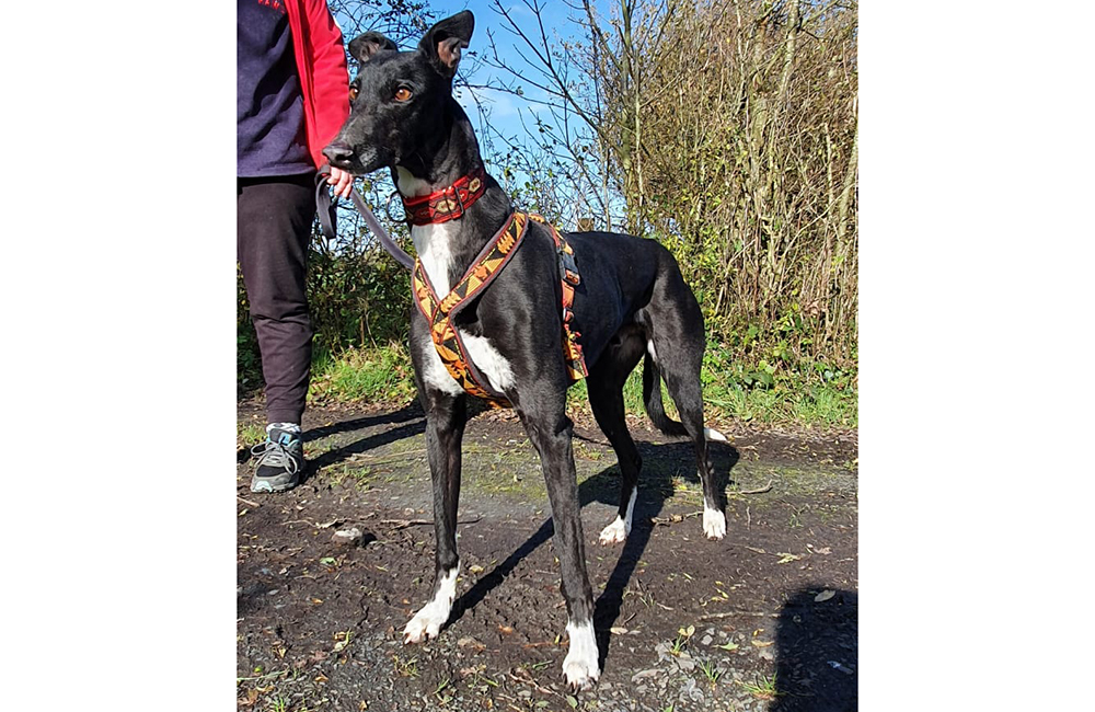 2020-IR-11-Charlie02