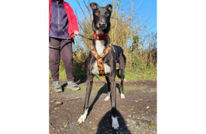 2020-IR-11-Charlie03