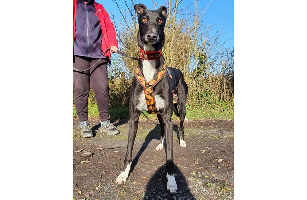 2020-IR-11-Charlie03