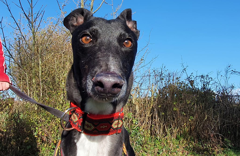 2020-IR-11-Charlie04