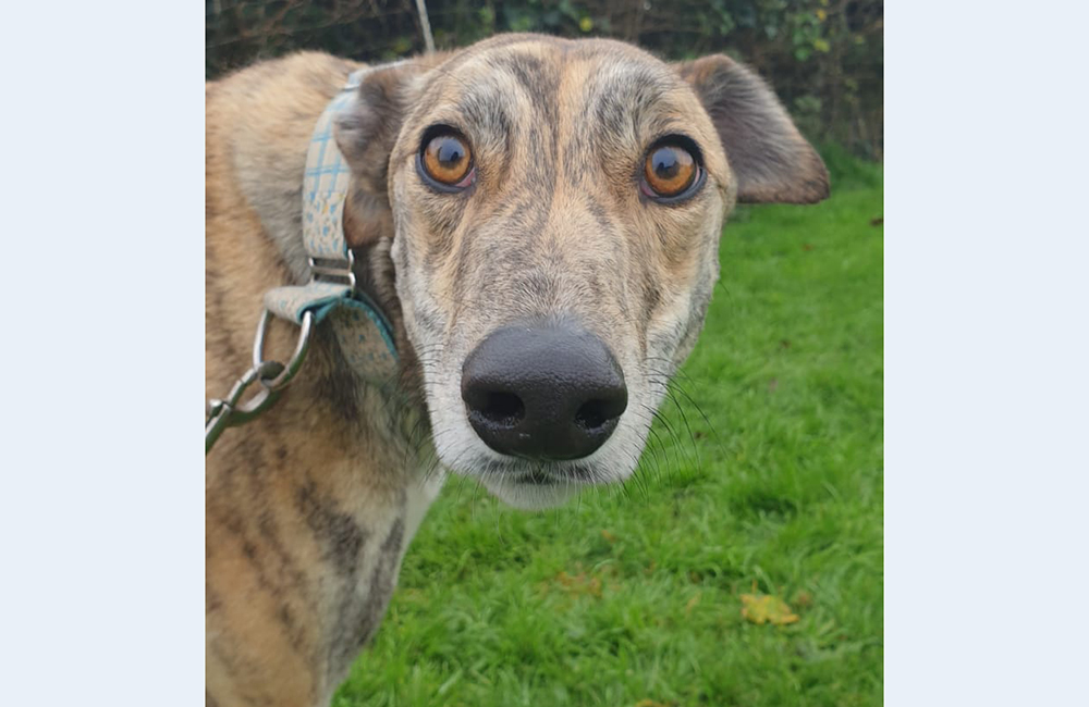 2020-IR-12-Lana-brindle02