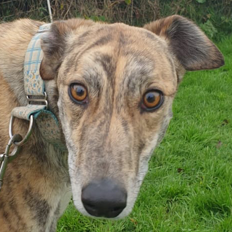 2020-IR-12-Lana-brindle0Quadrat