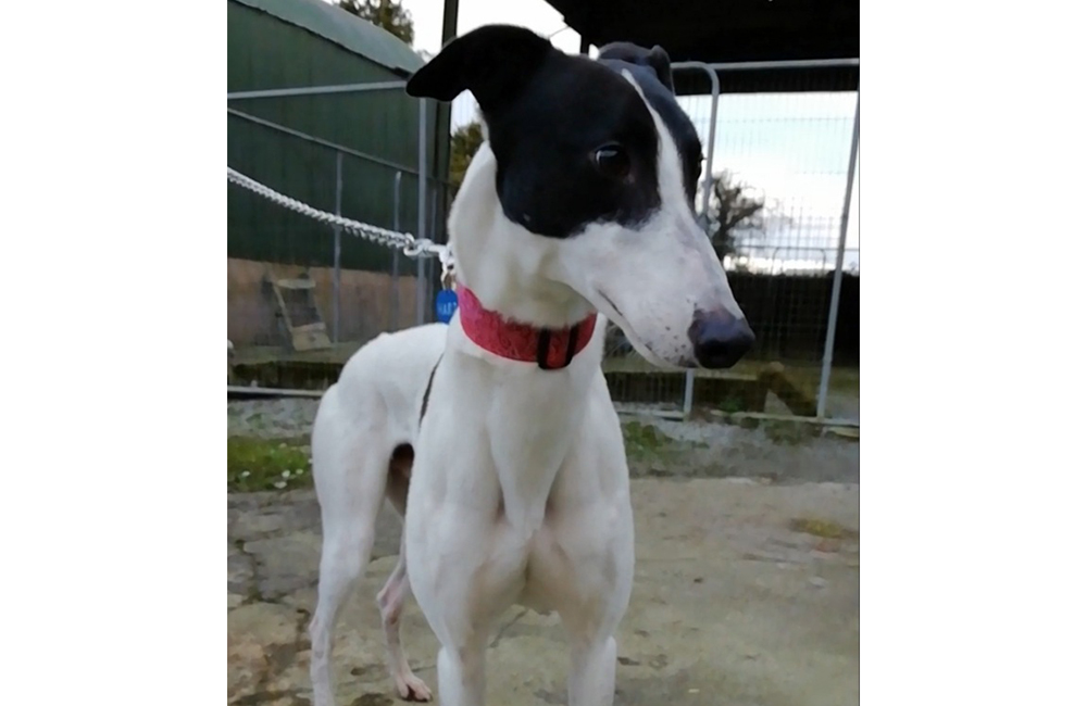 2021-IR-02-Harrison01