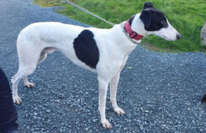 2021-IR-02-Harrison03