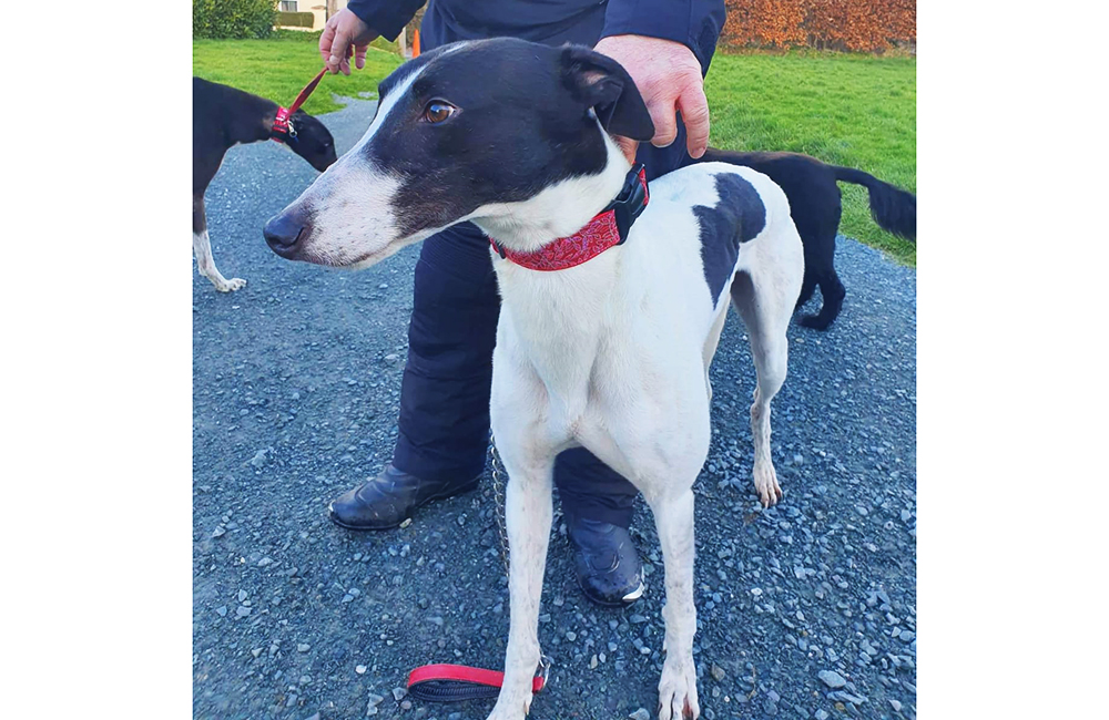 2021-IR-02-Harrison04