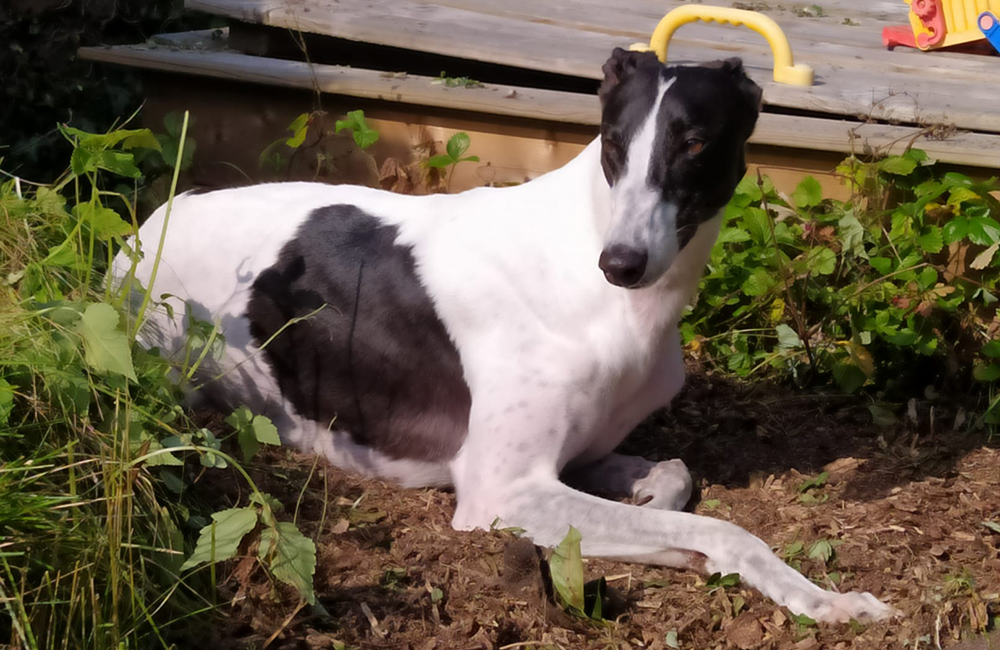 2021-IR-02-Harrison12