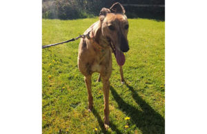 2021-IR-04-Eloween01