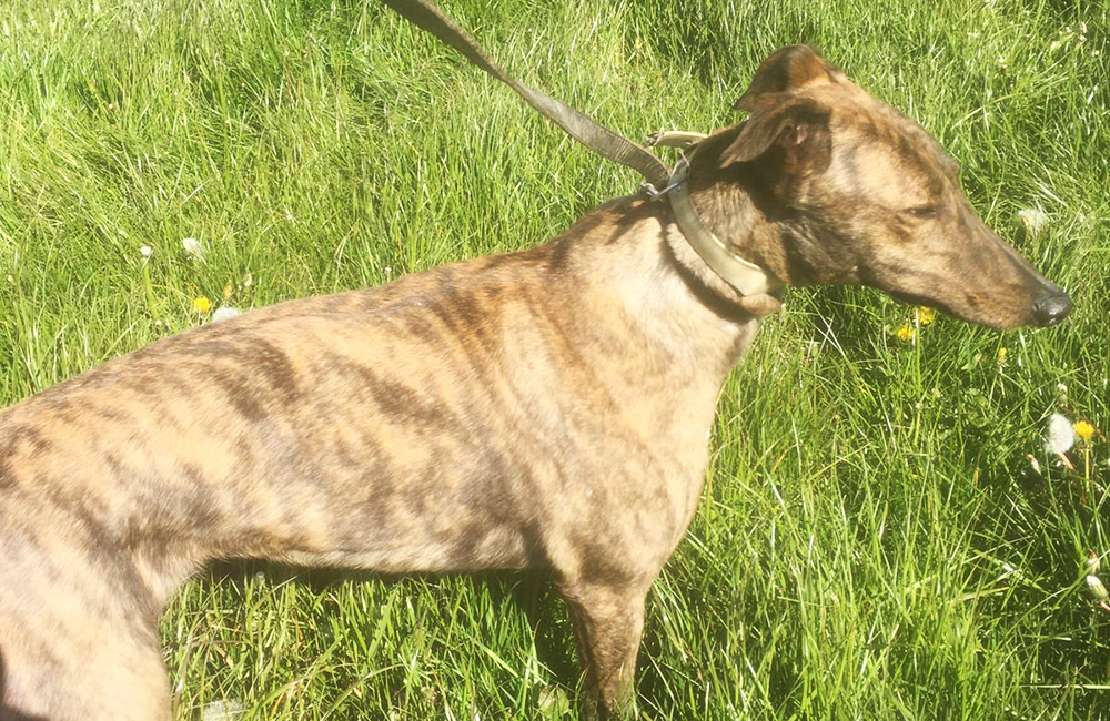 2021-IR-05-Lone-Madam01