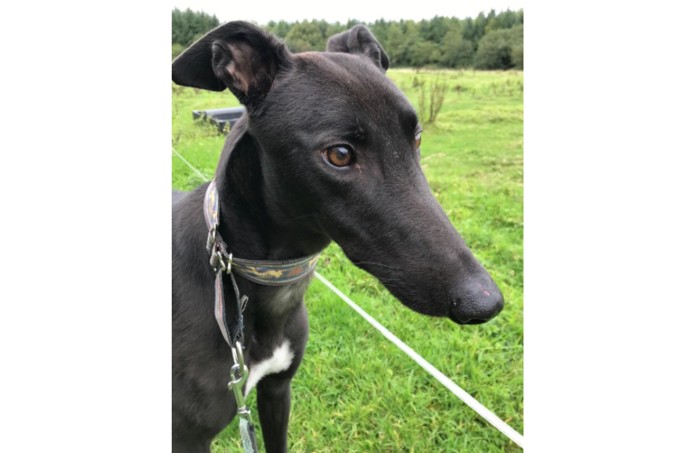 Pepper Greyhound Forever e.V.