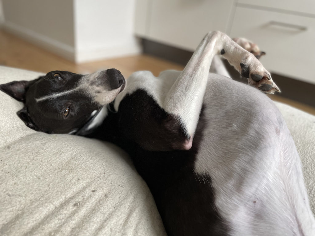 Happy Giotto