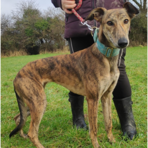 Nächste Ankunft aus Irland – Greyhound Forever e.V.