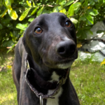 Finn