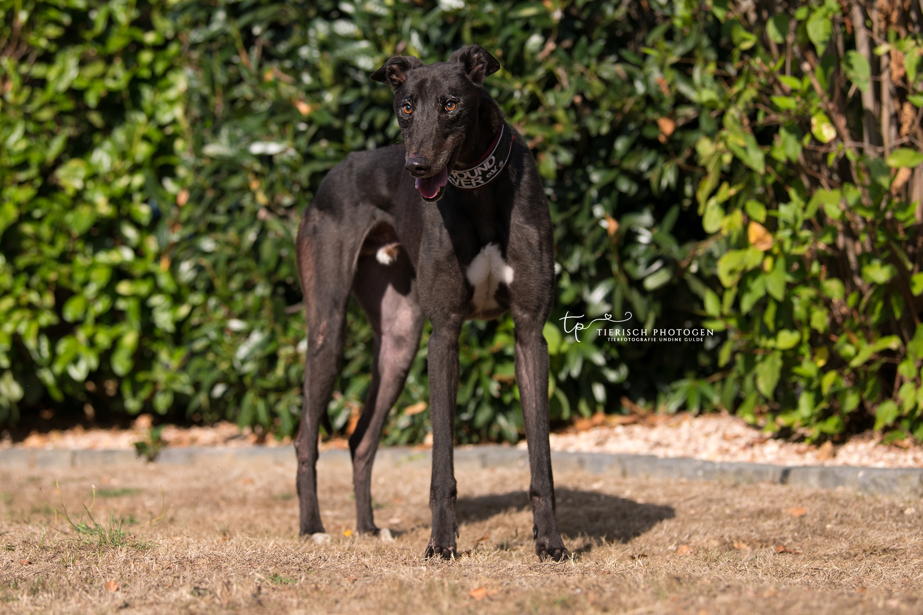 Jack Greyhound Forever e.V.