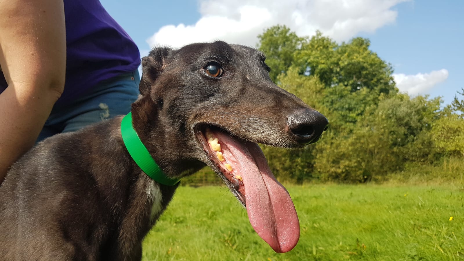 Jack Greyhound Forever e.V.