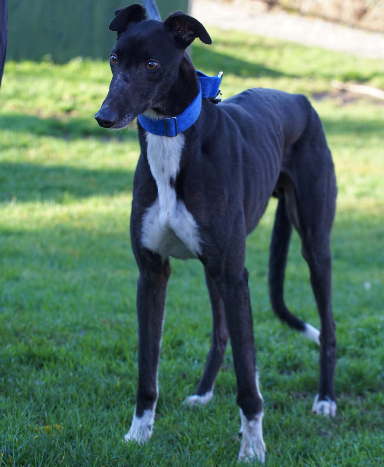 Khan Greyhound Forever E V