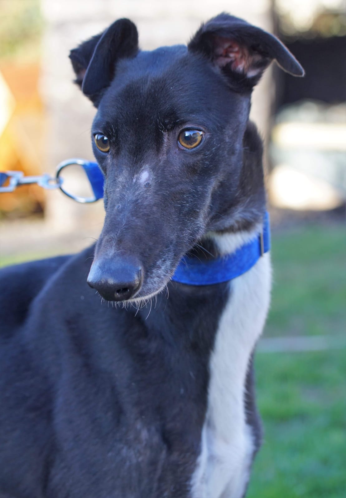 Khan Greyhound Forever E V
