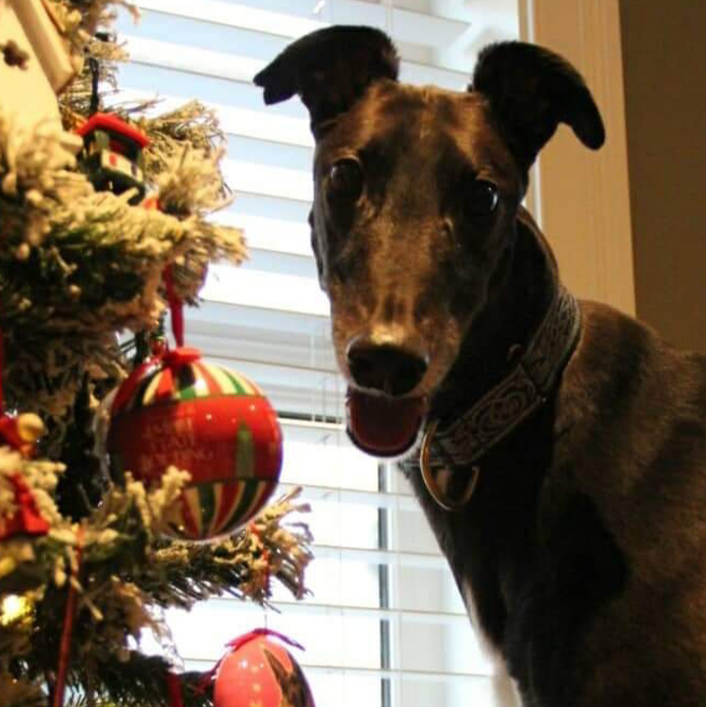 Cash Greyhound Forever e.V.