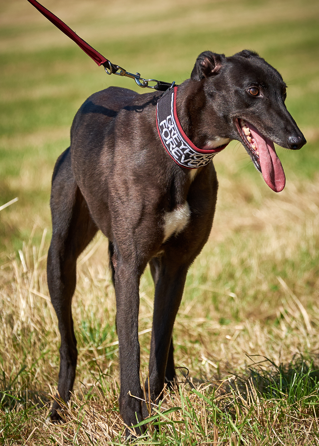 Jill Greyhound Forever E V