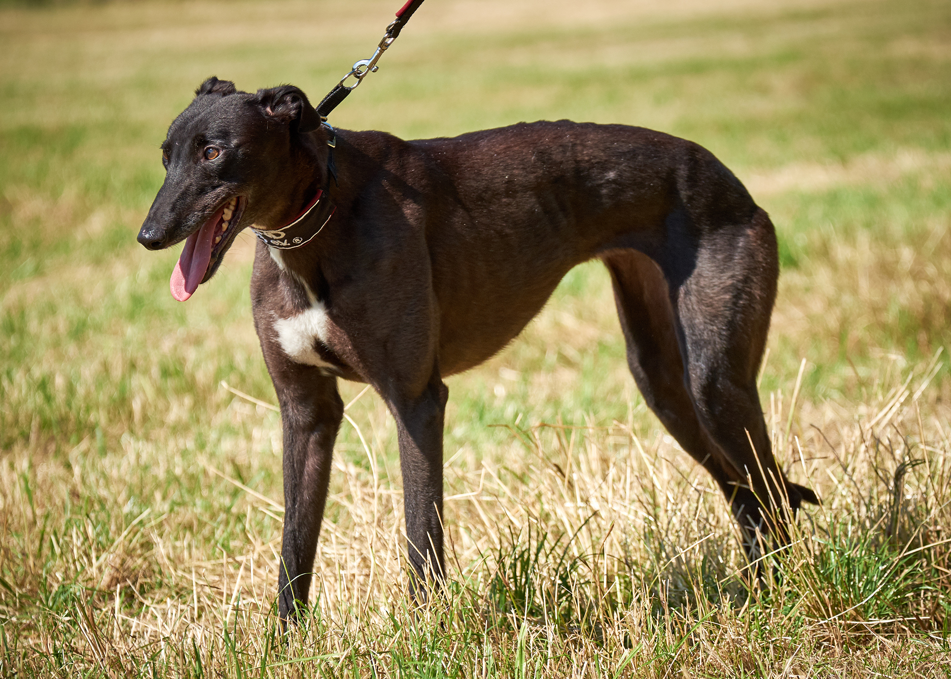 Jill Greyhound Forever E V
