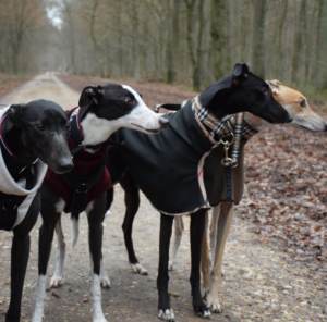 Erfahrungsberichte – Greyhound Forever e.V.